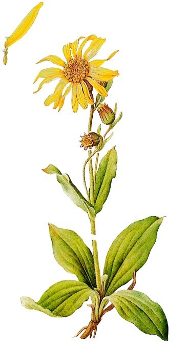 Arnica des montagnes